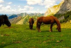 paseos y rutas a caballo en asturias